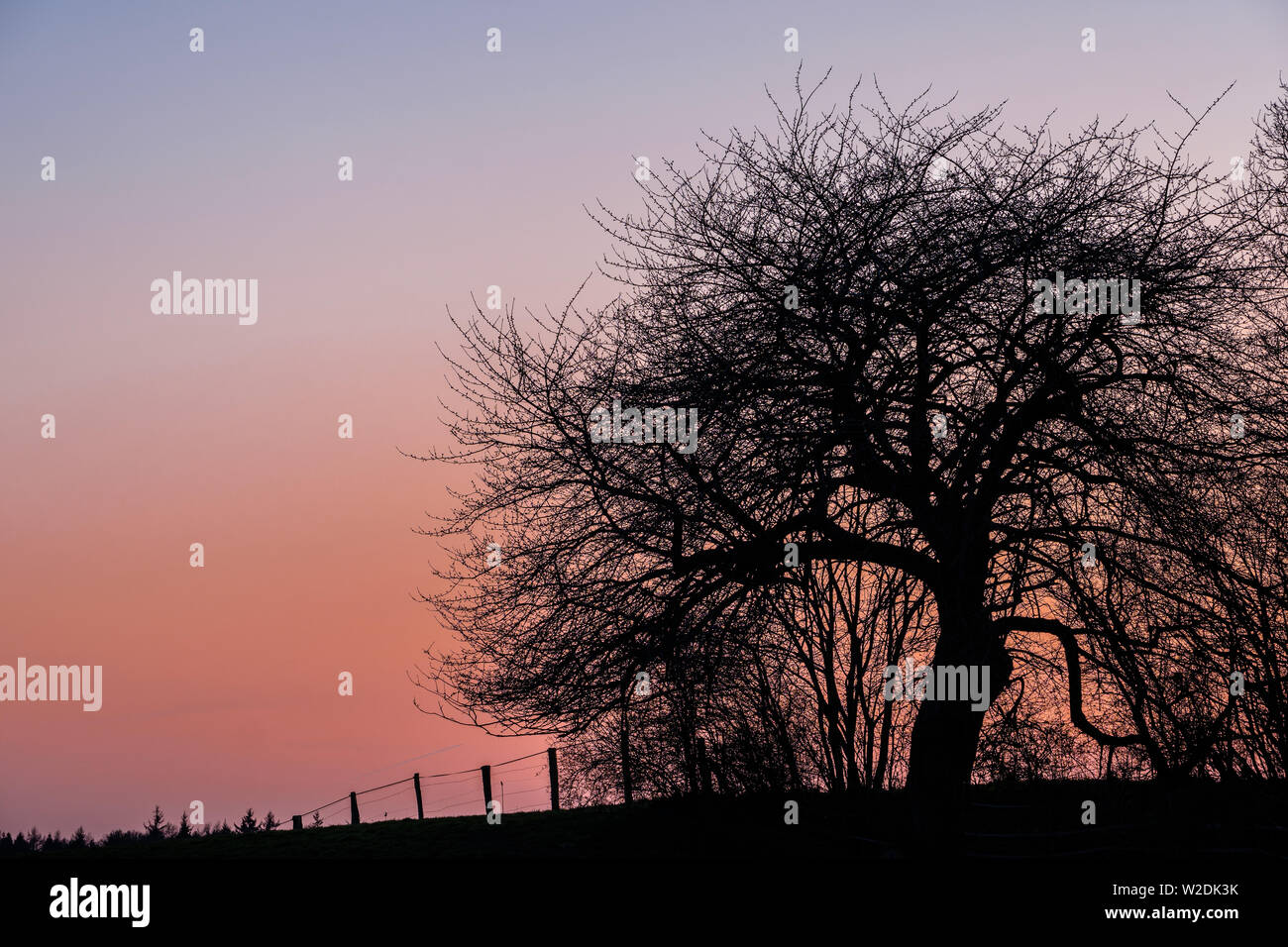 La silhouette des arbres noueux et le pygargue à tête rouge chaud dans le coucher du soleil Banque D'Images