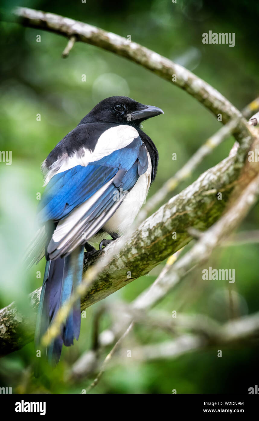 Magpie européenne (Pica pica) assis sur une branche Banque D'Images