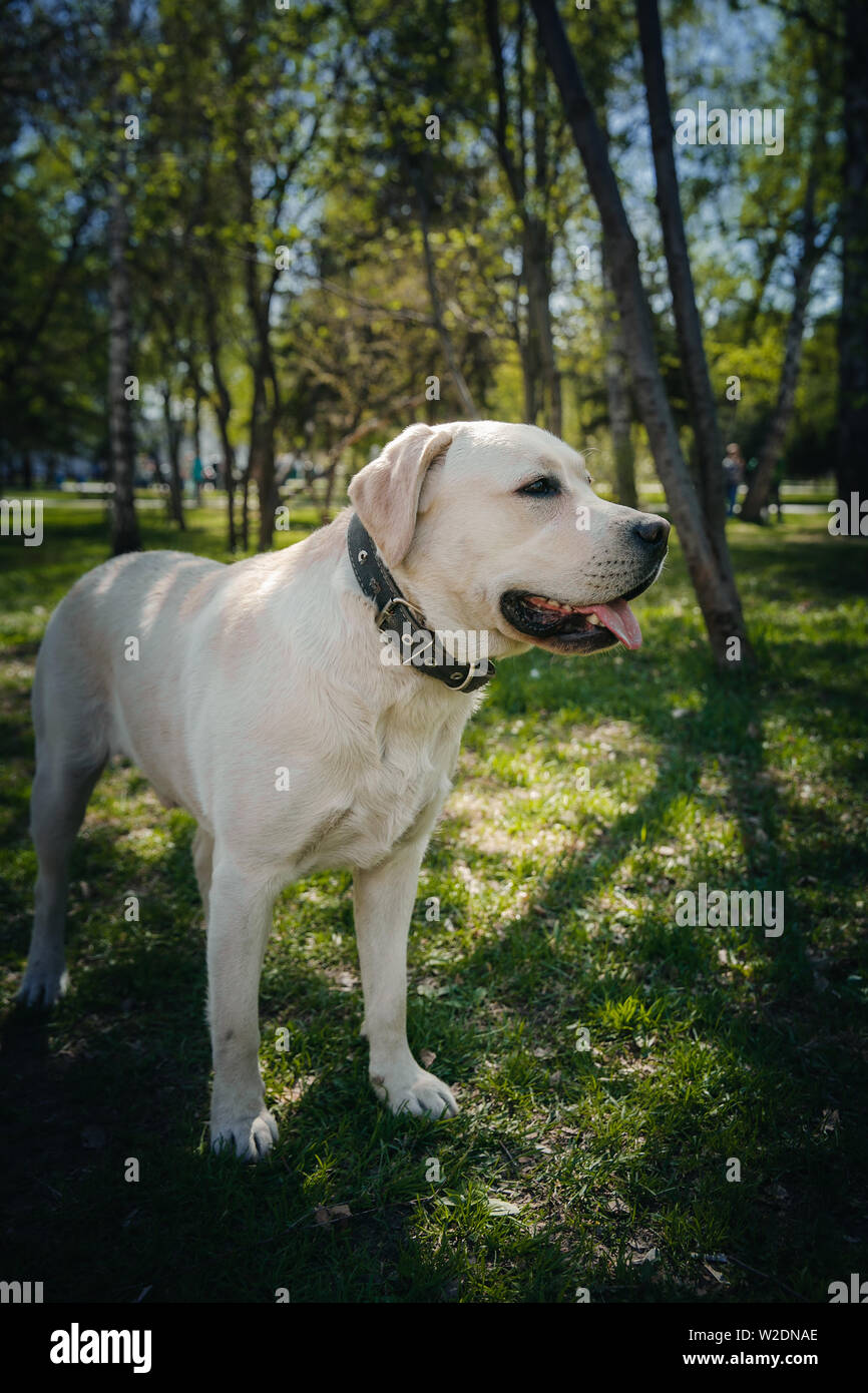 Actif, sourire et heureux chien de race labrador retriever à l'extérieur dans le parc de l'herbe par beau jour d'été. Banque D'Images