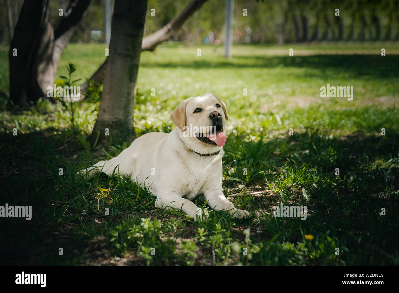 Actif, sourire et heureux chien de race labrador retriever à l'extérieur dans le parc de l'herbe par beau jour d'été. Banque D'Images