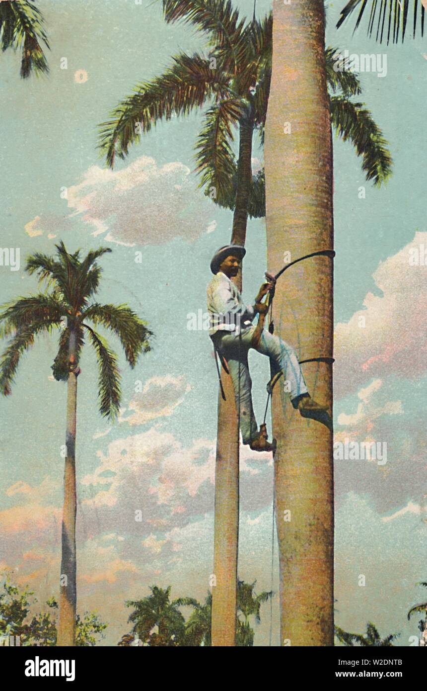 'Escalade Le Royal Palm - Subiendo la Palma Real', 1910. Créateur : Inconnu. Banque D'Images