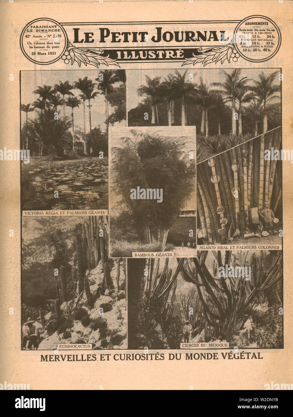 Curiosités et merveilles du monde végétal, 1931. Créateur : Inconnu. Banque D'Images