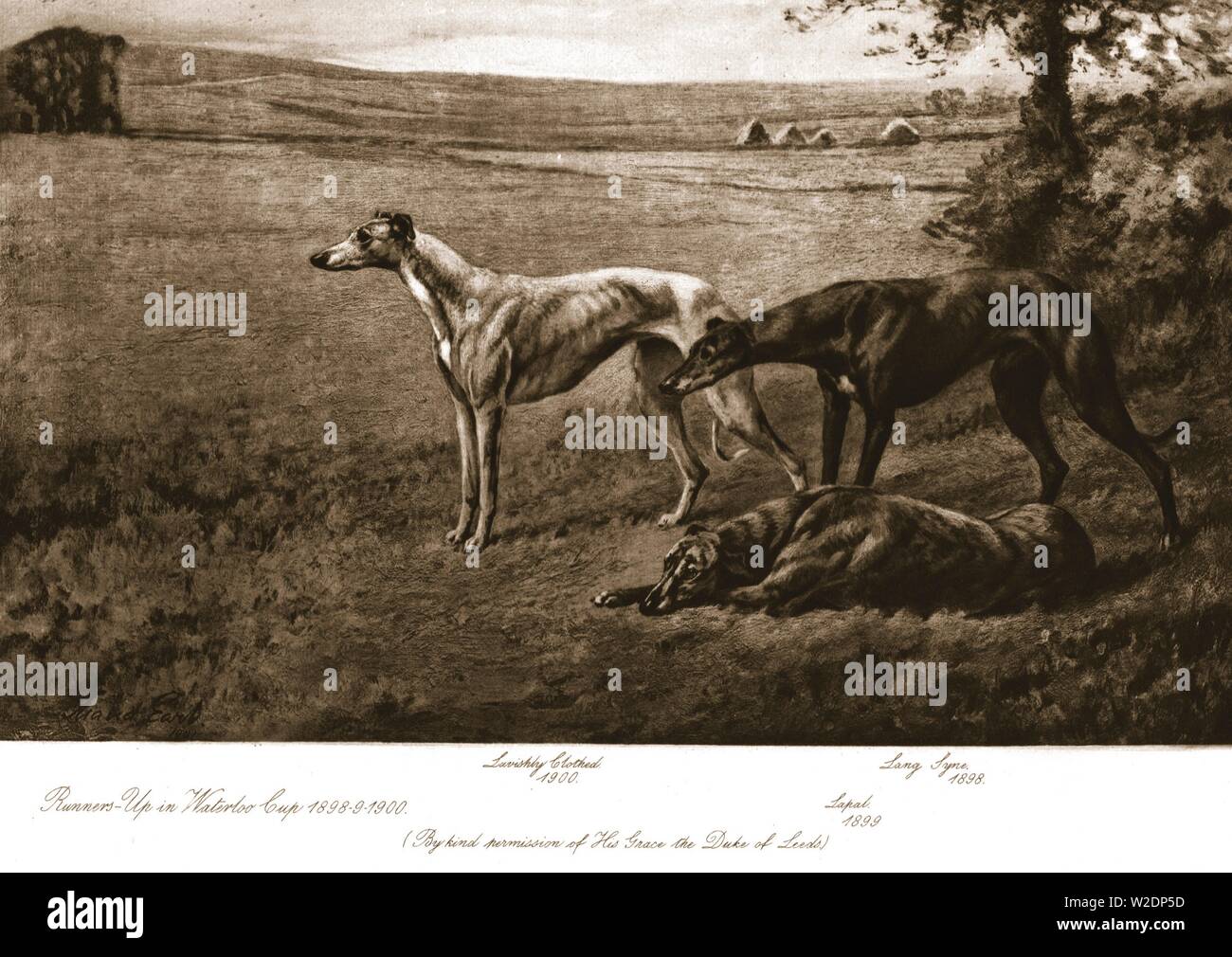 Le duc de Leeds' hounds, 1911. Organisateur : Maud Earl. Banque D'Images