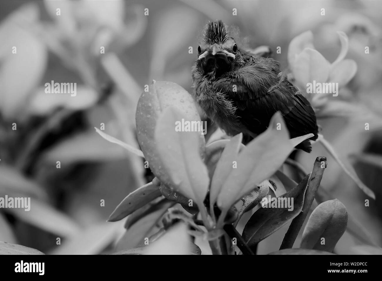 Un cardinal chick se dresse sur le sommet d'un buisson qu'il quitte le nid pour la première fois. Il semble regarder la caméra pour dire au revoir Banque D'Images