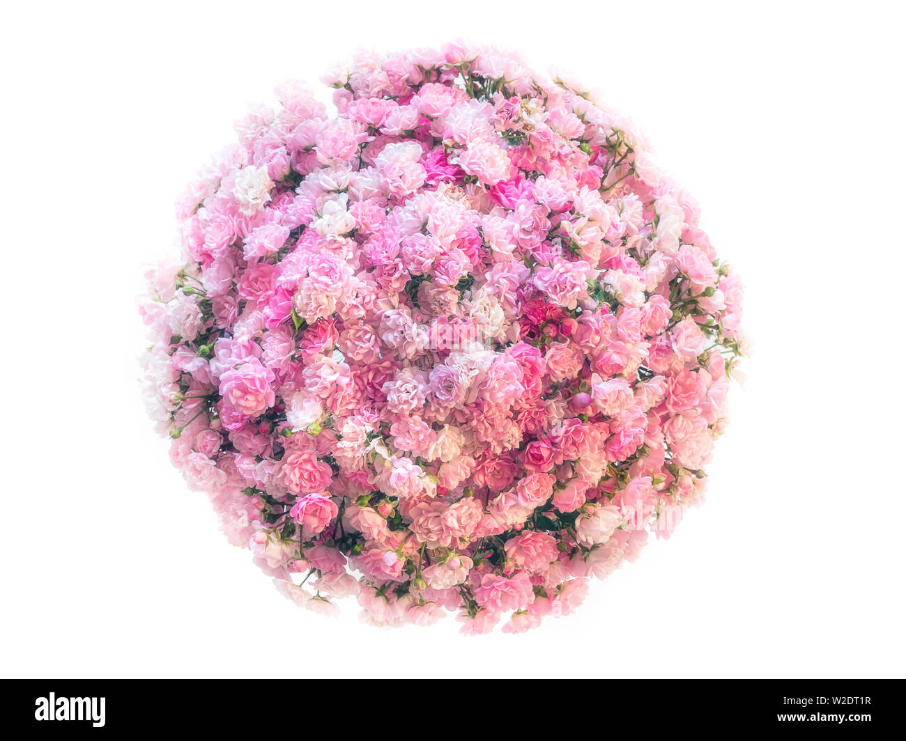 Comme sphère petite planète couverte de roses roses fraîches sur blanc Banque D'Images