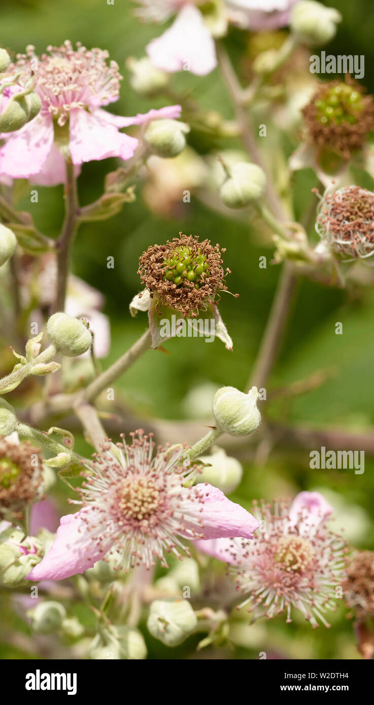 Bush Blackberry close-up montrant de jeunes fleurs, bourgeons et de pointes en anglais Woods Banque D'Images