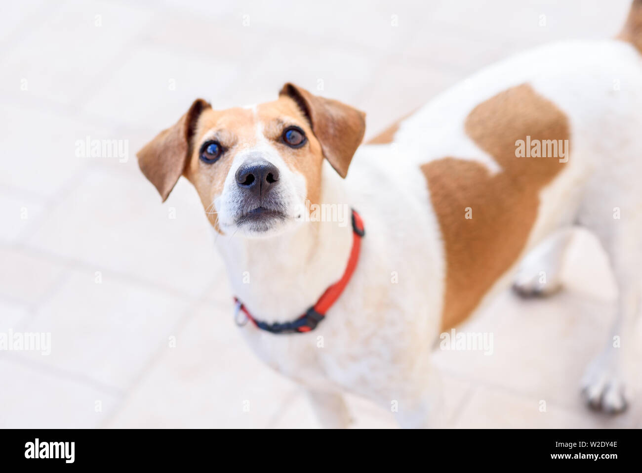 Triste Cute dog looking at camera. Curieux animal debout sur le plancher de la maison, selective focus. Banque D'Images