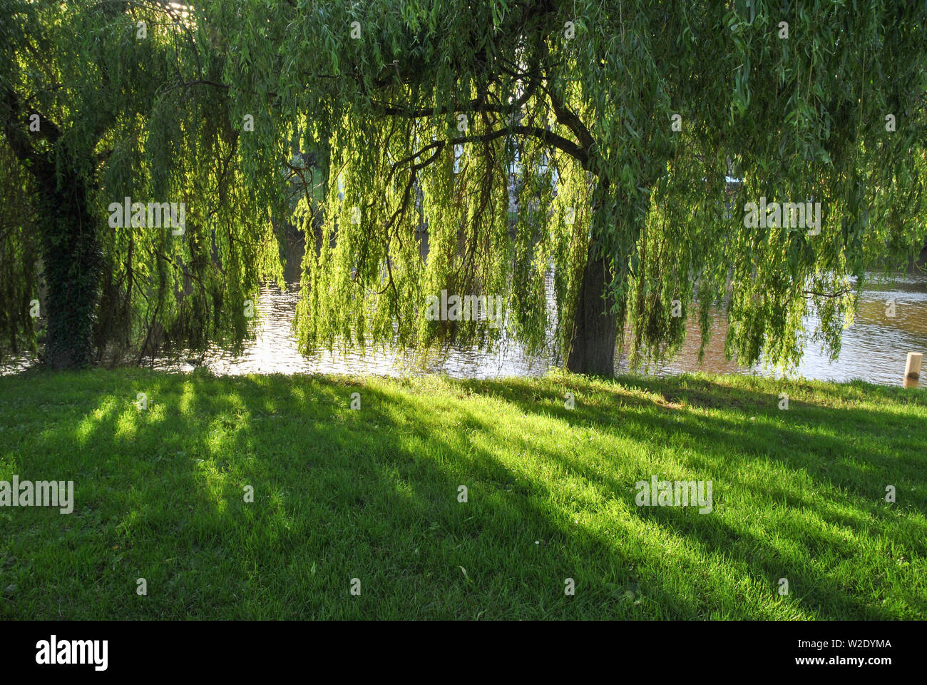 Soir du soleil brillant à travers arbres casting shadows on the grass Banque D'Images