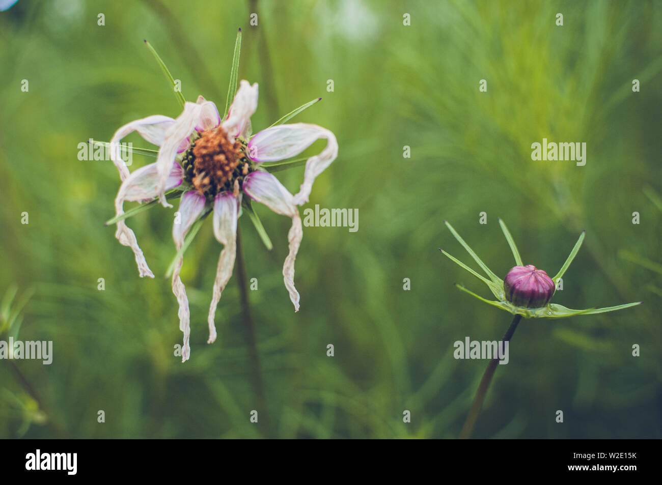 Deux fleurs au début et à la fin de la vie. Banque D'Images Deux fleurs au début et à la fin de la vie. Banque D'Images