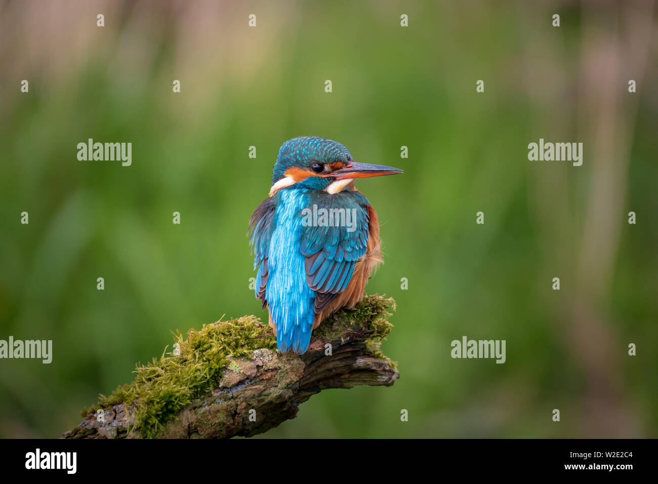 Kingfisher Alcedo atthis assis sur un fond vert avec brach moussu Banque D'Images