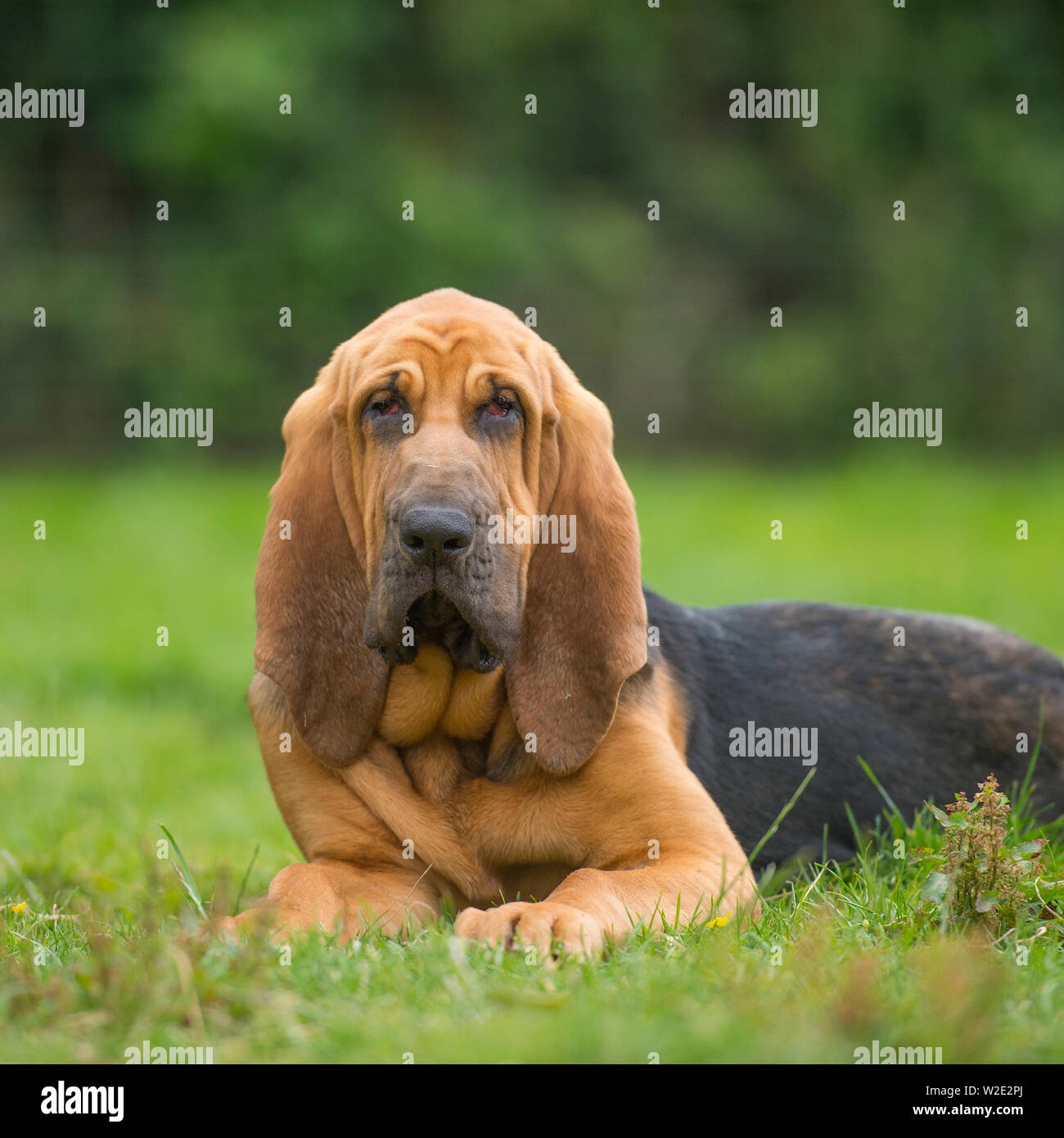 Chiot bloodhound Banque D'Images