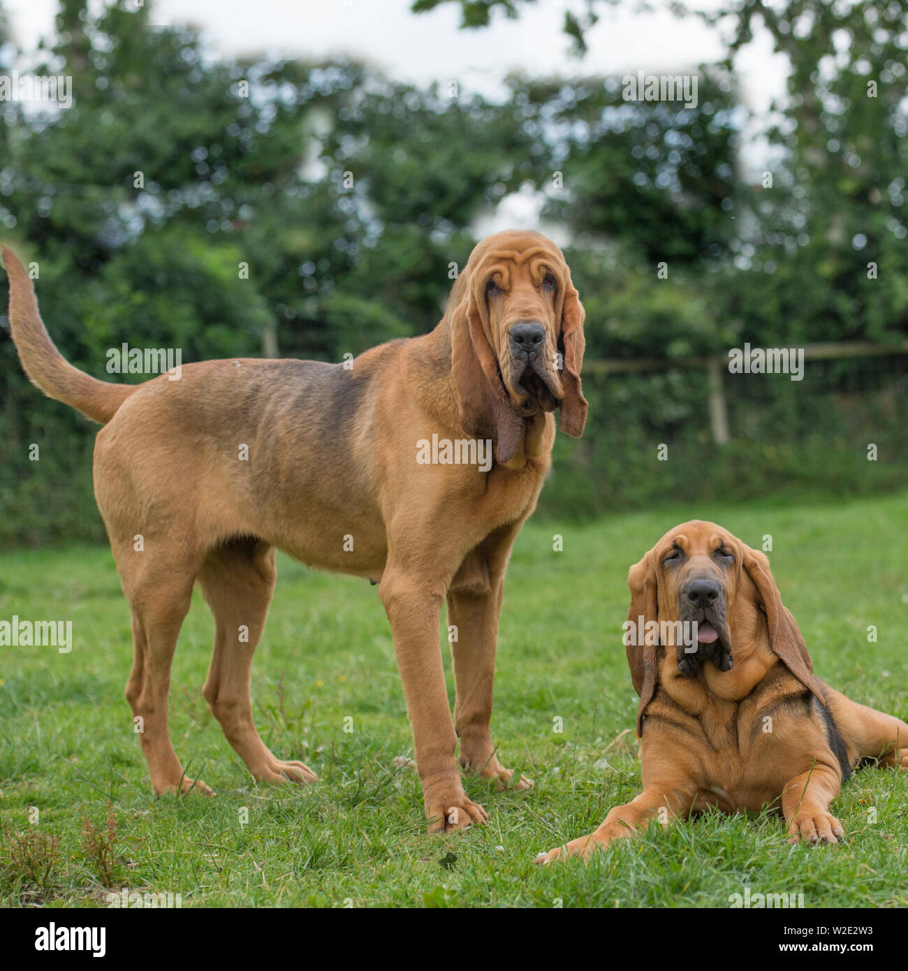 Et chiot bloodhound Banque D'Images