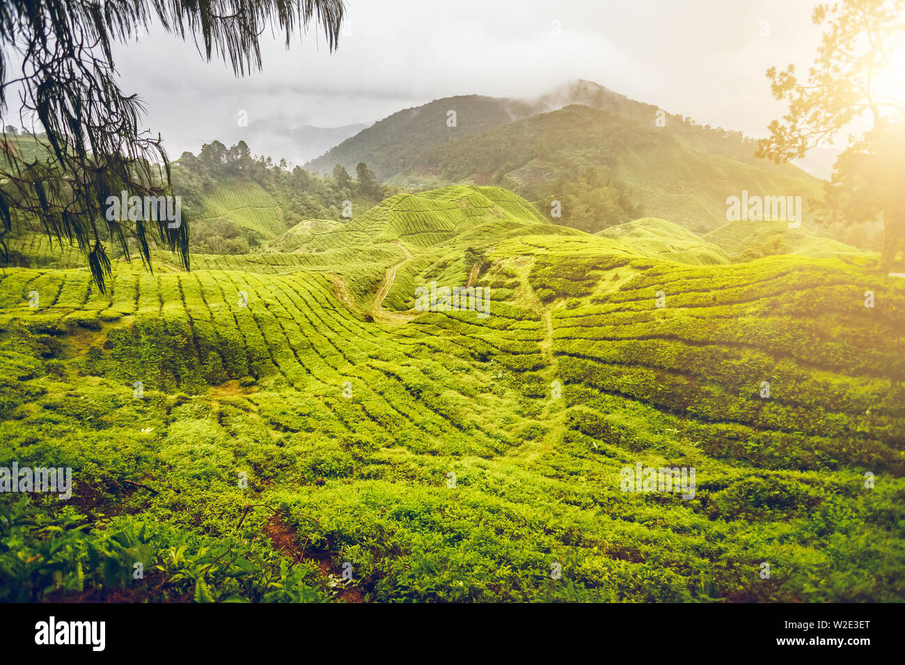 La plantation de thé en Cameron Highlands, Malaisie Banque D'Images