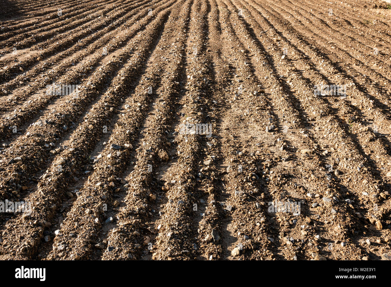 Champ labouré dans le début de l'été. La texture de la terre Banque D'Images