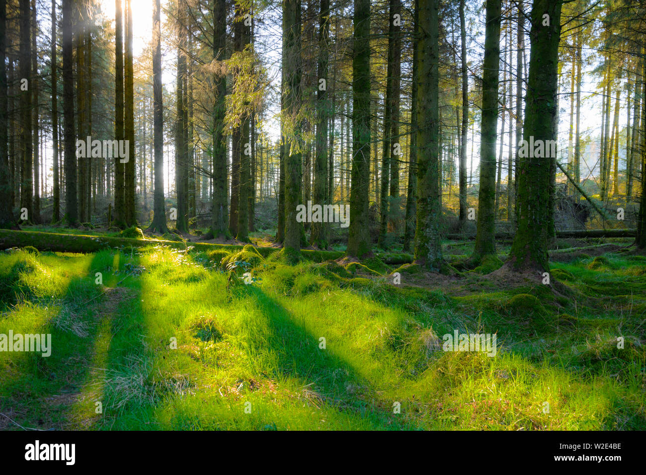 Vue sur Garadhban Forest sur West Highland Way en Écosse Banque D'Images