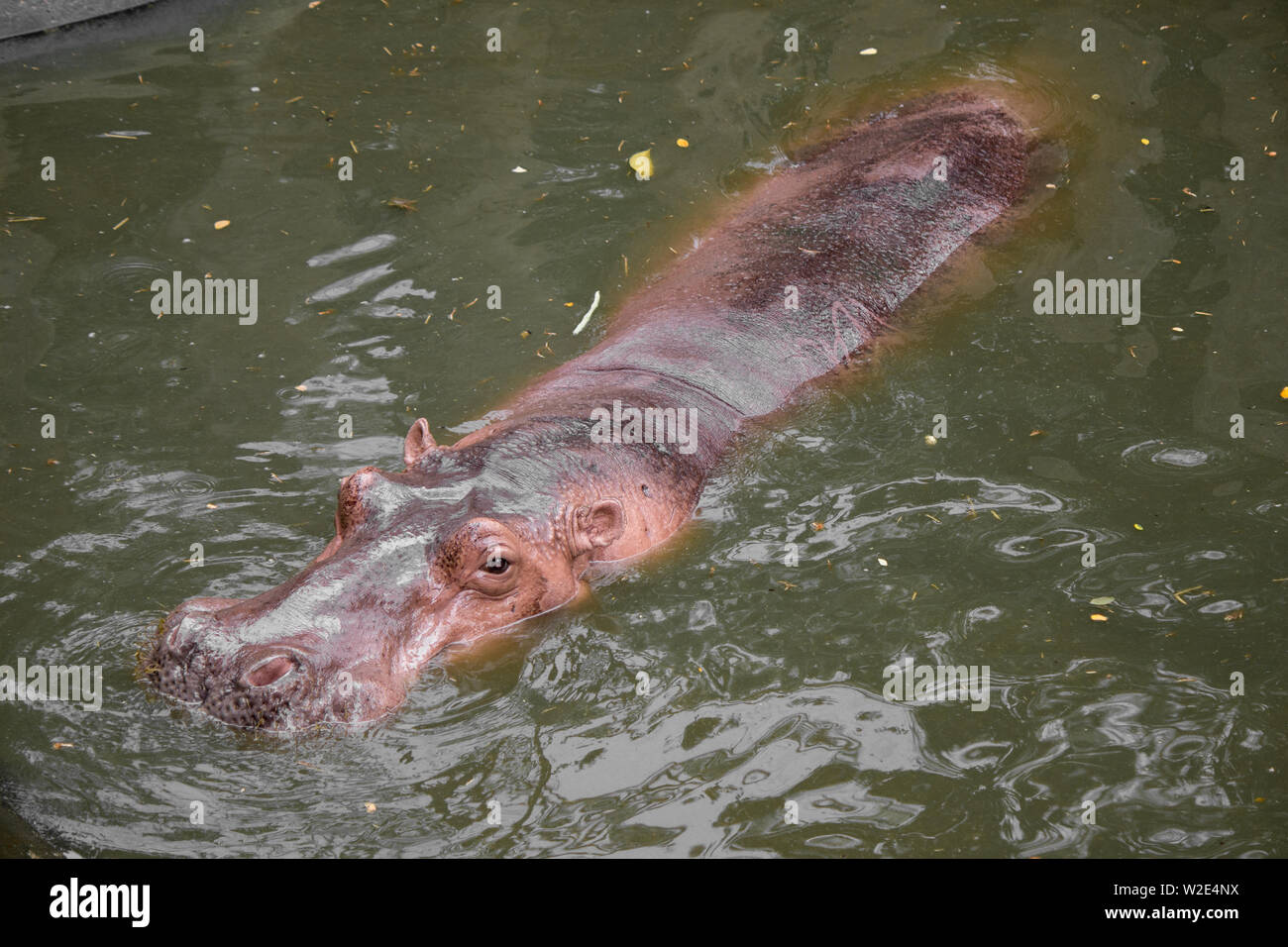 Hippopotamus flottant dans l'eau au cours de la journée d'été. Banque D'Images