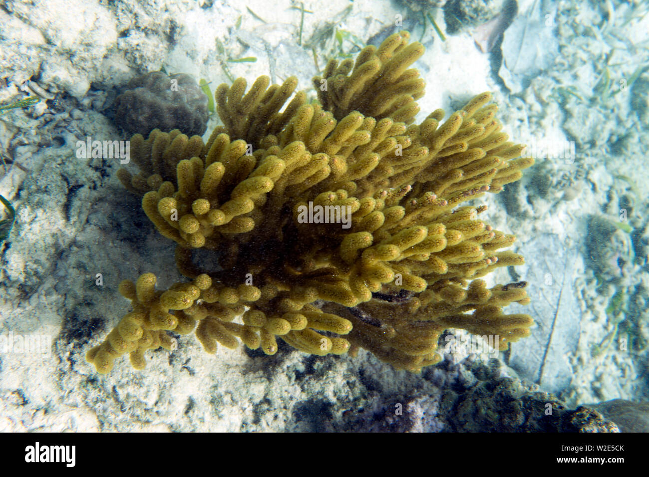 Gorgones jaune Corail en îles Togian, Sulawesi, Indonésie Banque D'Images