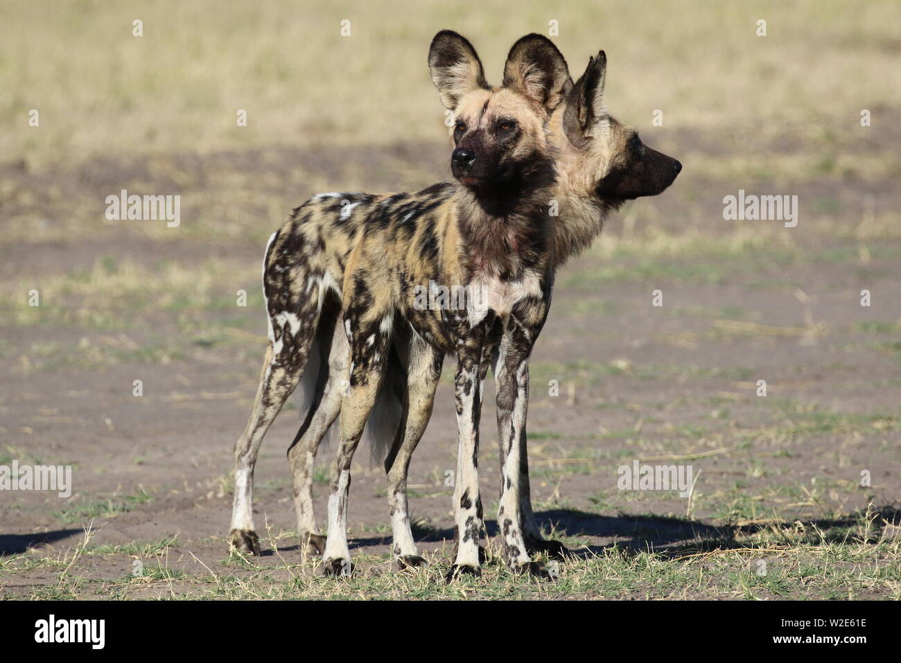 Les lycaons, parc national de Hwange, Zimbabwe Banque D'Images