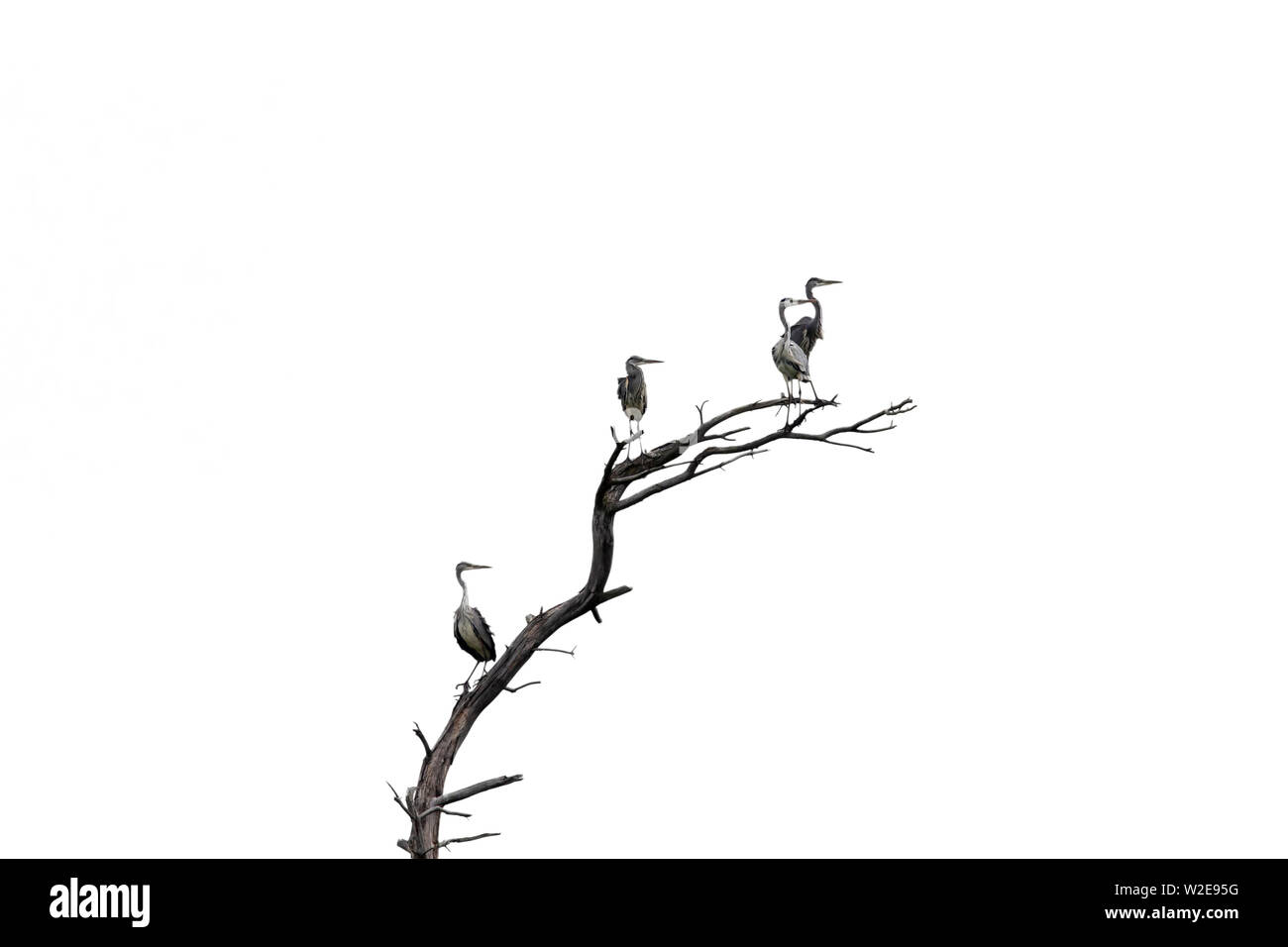 Groupe de quatre hérons cendrés (Ardea cinerea) perchés dans dead tree against white background Banque D'Images