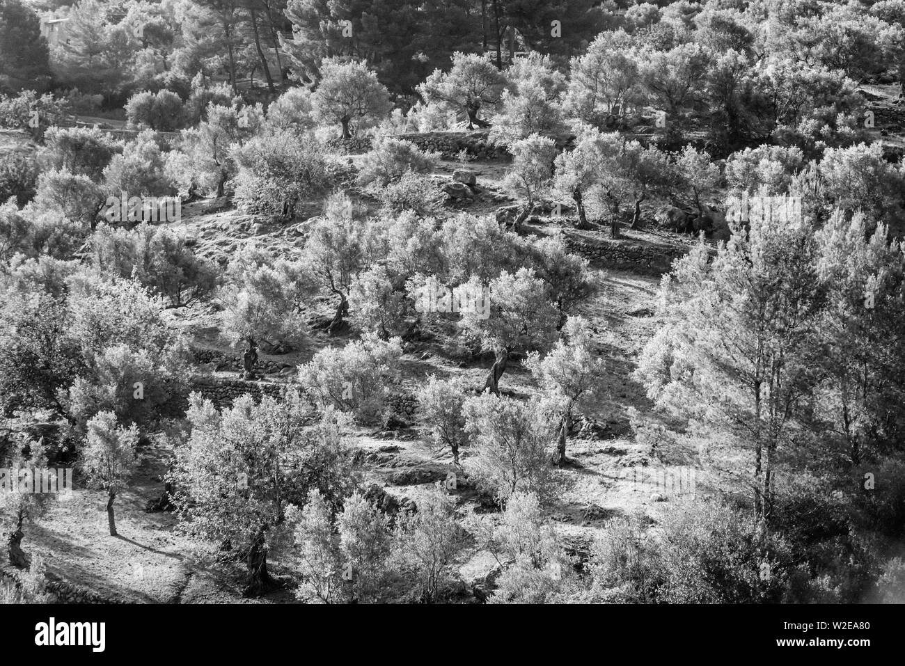 Un tableau d'arbres, en noir et blanc, sur une colline Banque D'Images