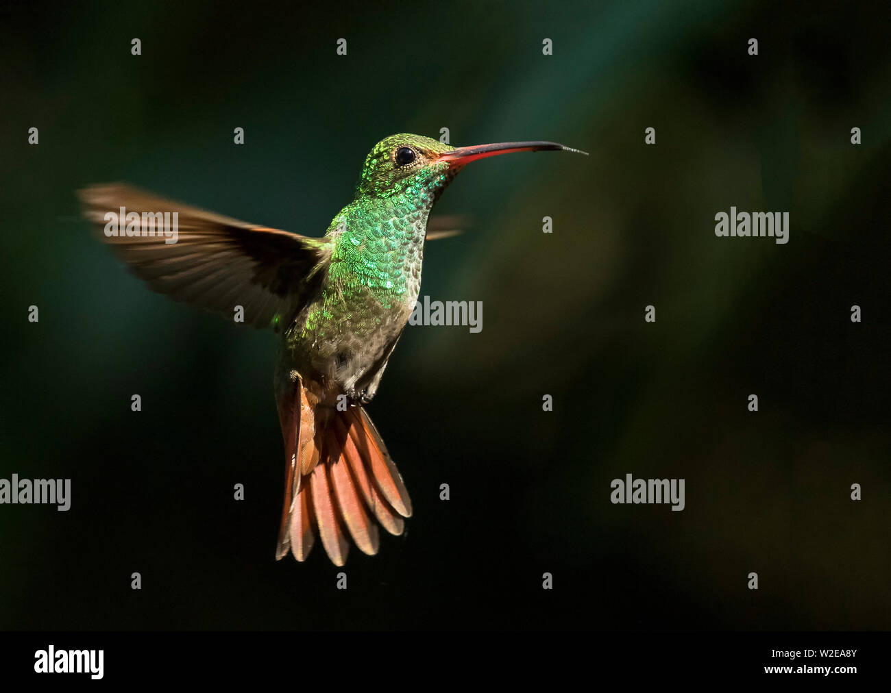 Colibri Roux Vol colibri roux Banque de photographies et d’images à haute résolution ...