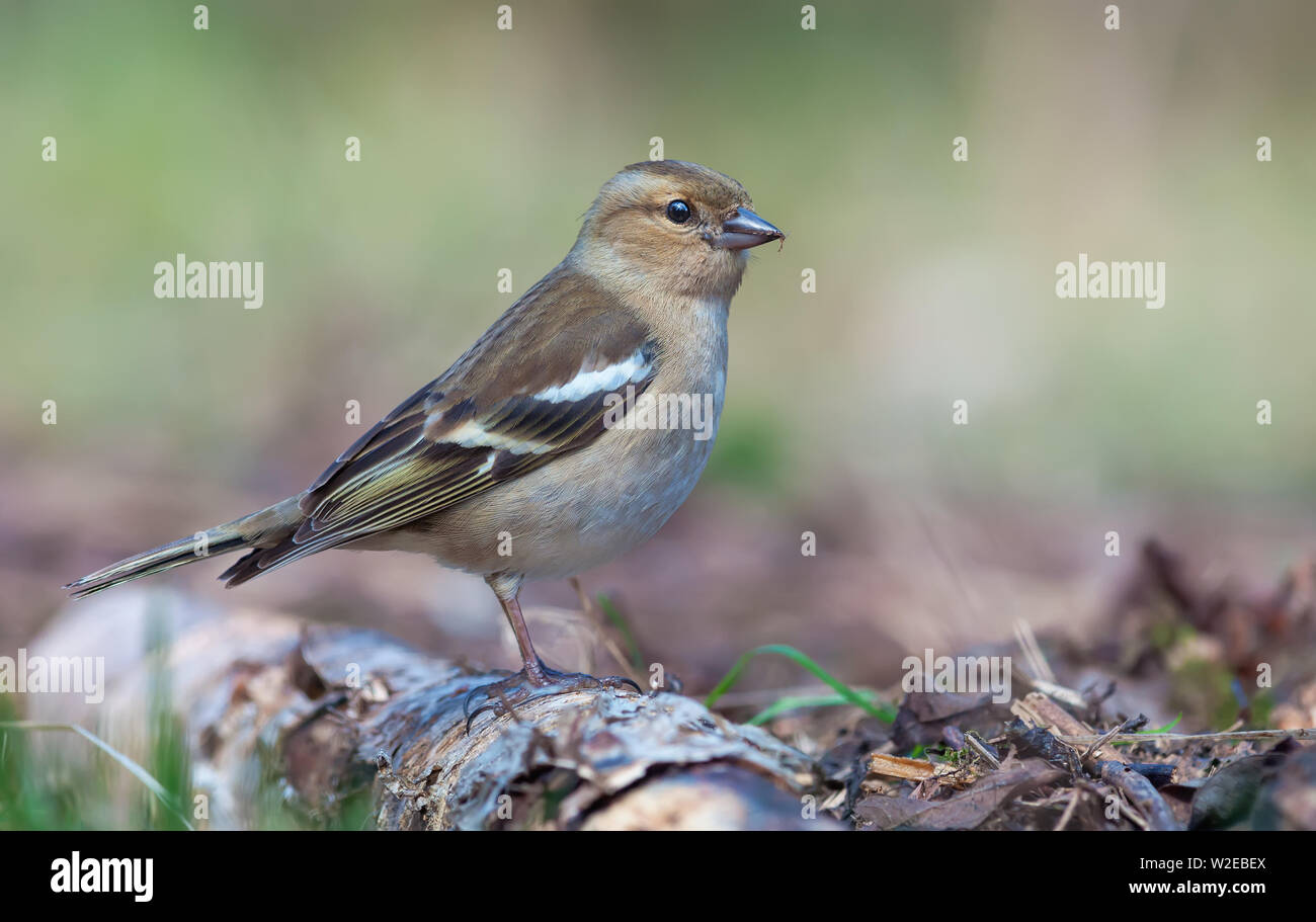 Chaffinch commun féminin se dresse sur des chicots pourris près du sol en forêt claire Banque D'Images