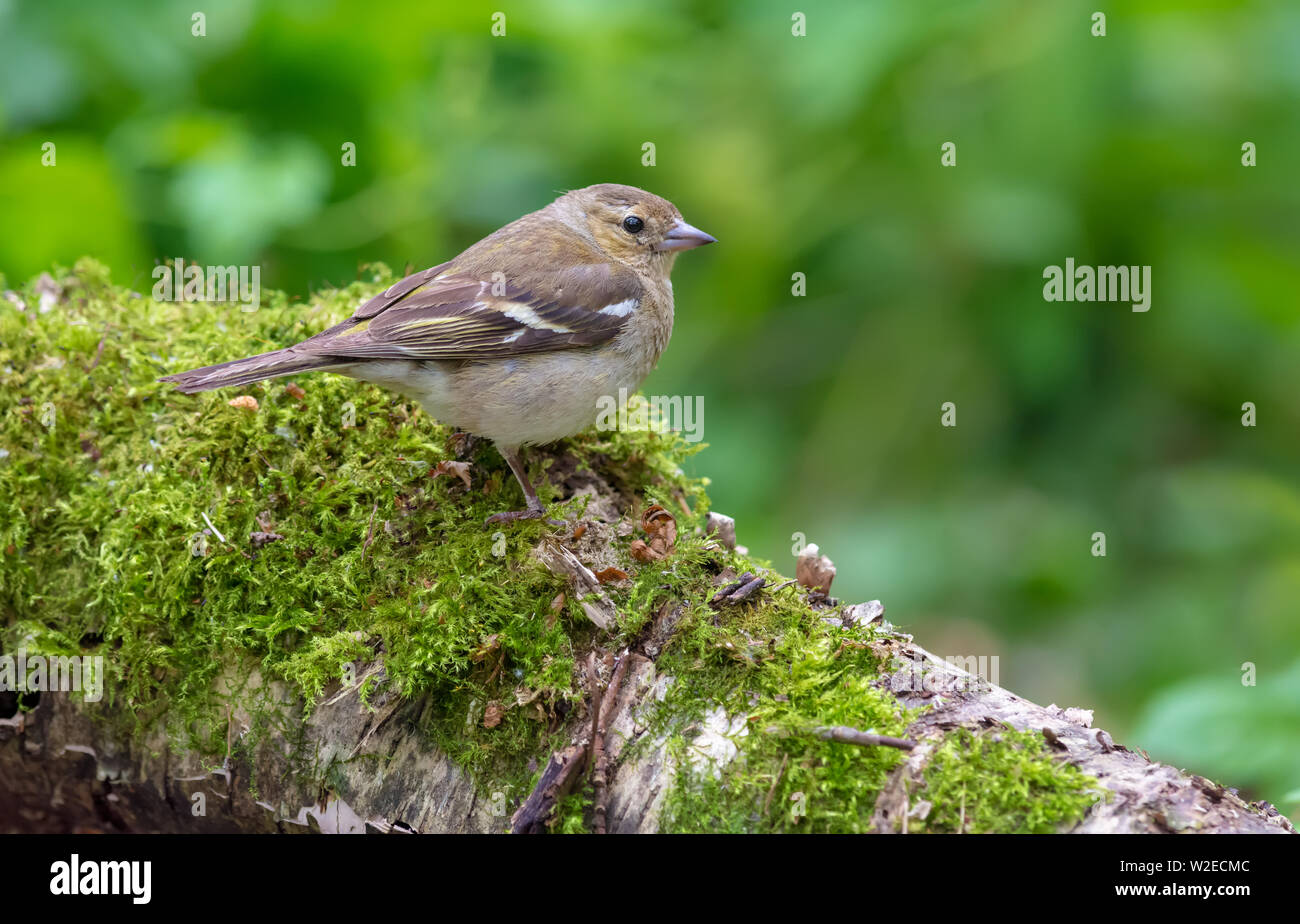 Chaffinch commun jeunes siège au tronc moussu en forêt verte Banque D'Images