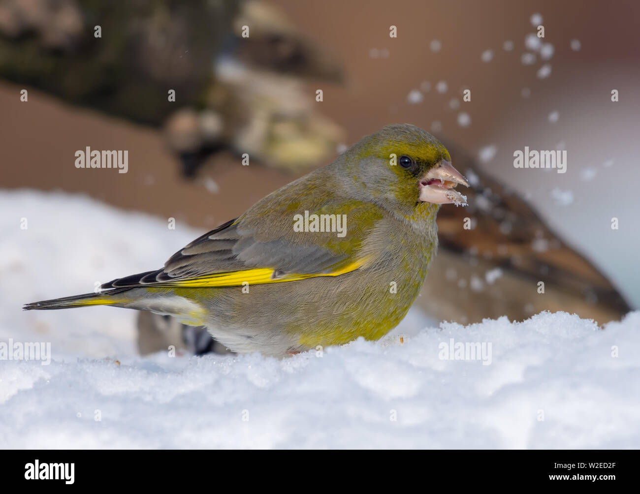 Verdier d'Europe mâle se trouve dans la neige près de la mangeoire en hiver, il mange des graines de tournesol Banque D'Images
