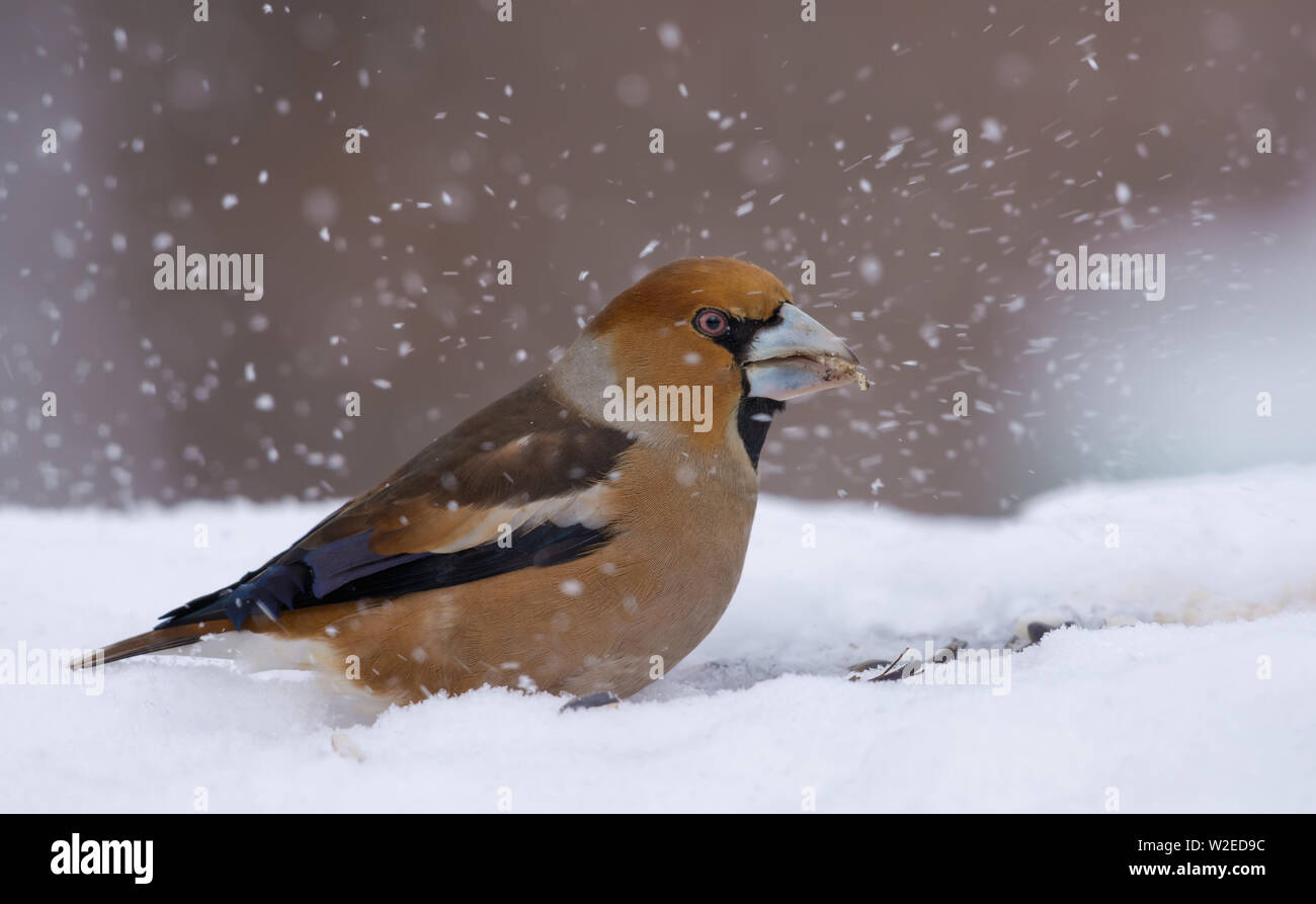 Hawfinch mâle est assis dans la neige en hiver et recherche fo un peu de nourriture Banque D'Images