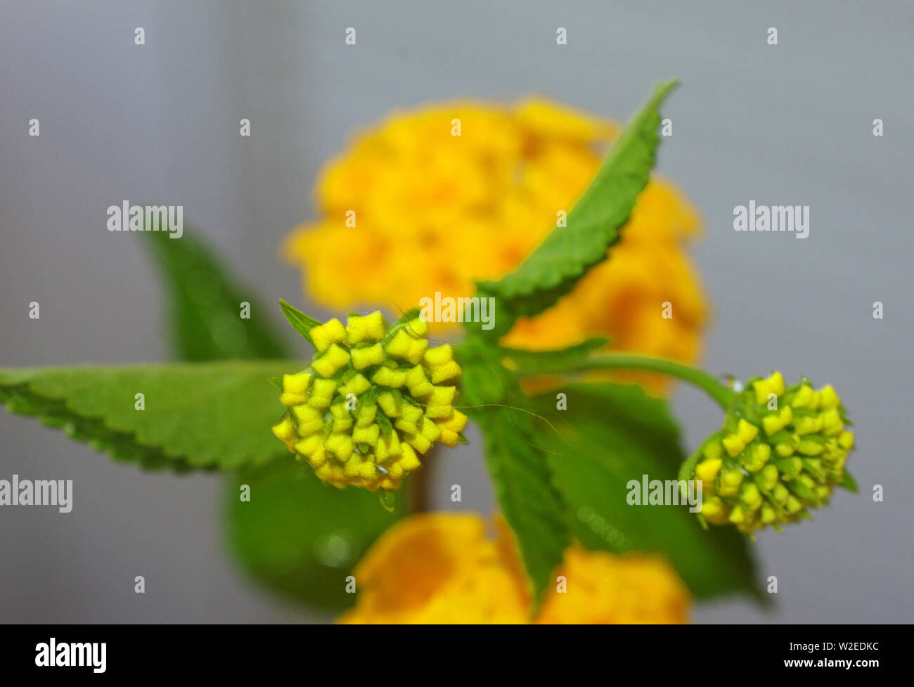 Flore Espagnole Banque D Image Et Photos Alamy