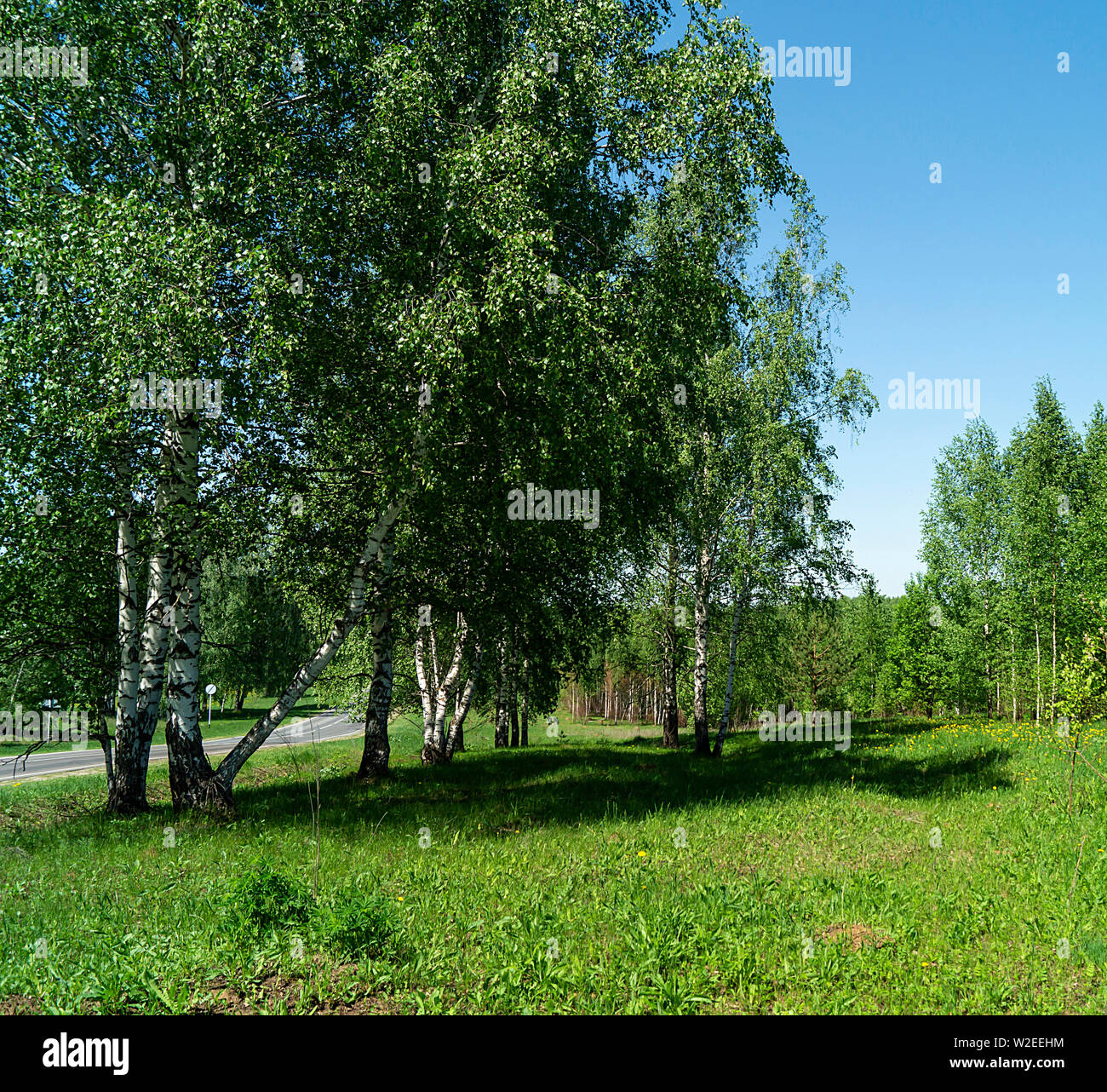 Bois de bouleau au printemps durée du jour solaire sur fond de ciel bleu Banque D'Images