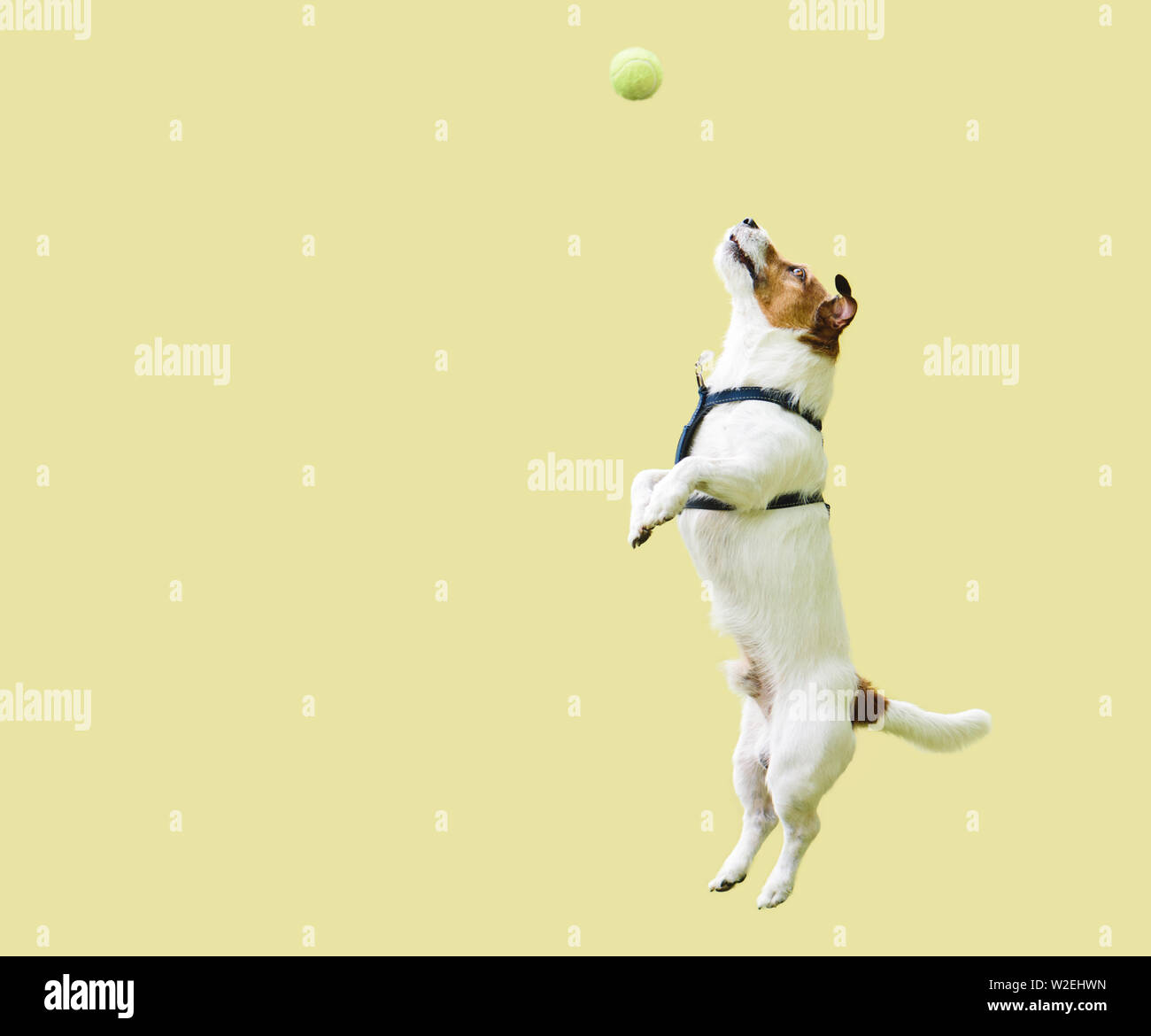 Jack Russell Terrier chien sautant vers le haut contre le mur jaune pour attraper une balle de tennis Banque D'Images