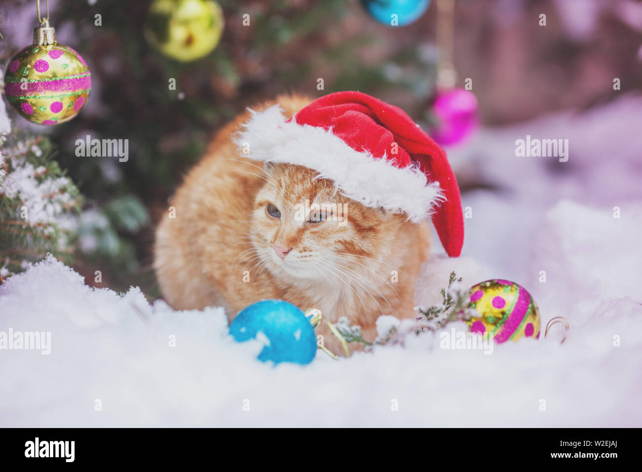 Portrait d'un chat de gingembre assis près de sapin de Noël. Concept de Noël. Chat assis sur la neige outdoor Banque D'Images