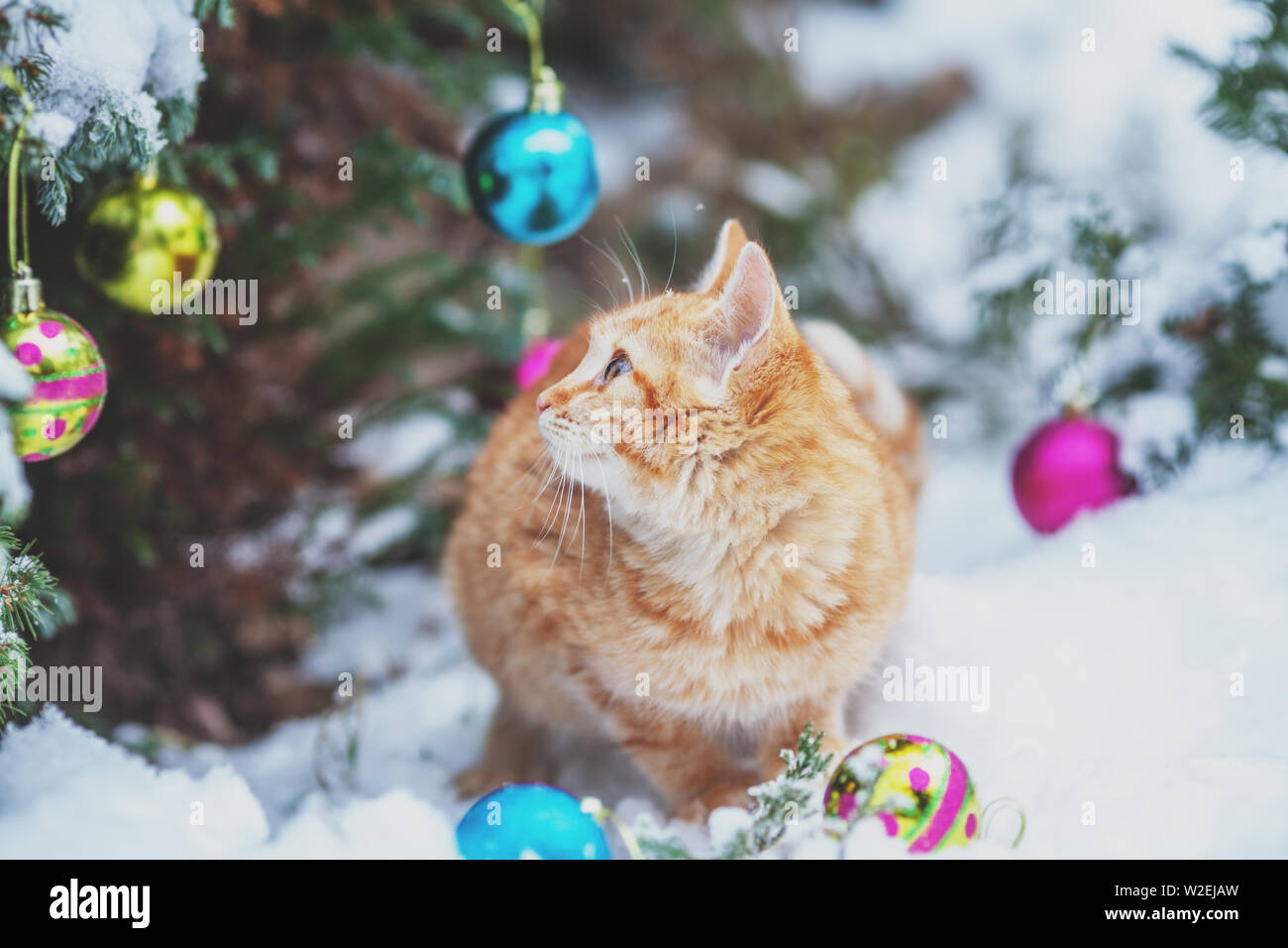 Portrait d'un chat de gingembre assis près de sapin de Noël. Concept de Noël. Chat assis sur la neige outdoor Banque D'Images