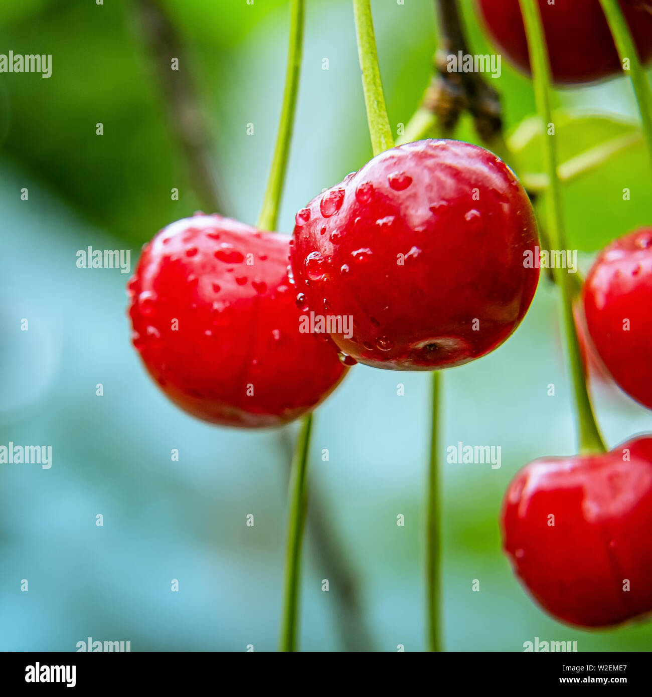 Square image de tas de cerises rouges mûres entouré de feuilles vertes et couverts par les gouttes d'eau. Les fruits sont humides frais sur branche d'arbre. Unfocused backg Banque D'Images