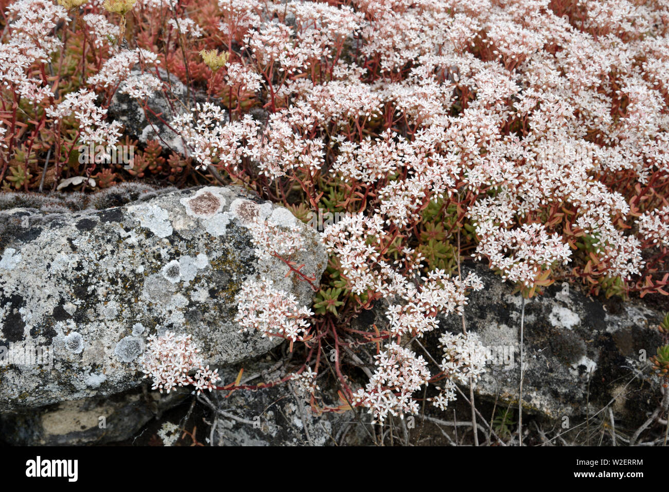 Orpin blanc Sedum album poussant sur des rochers en Provence France Banque D'Images