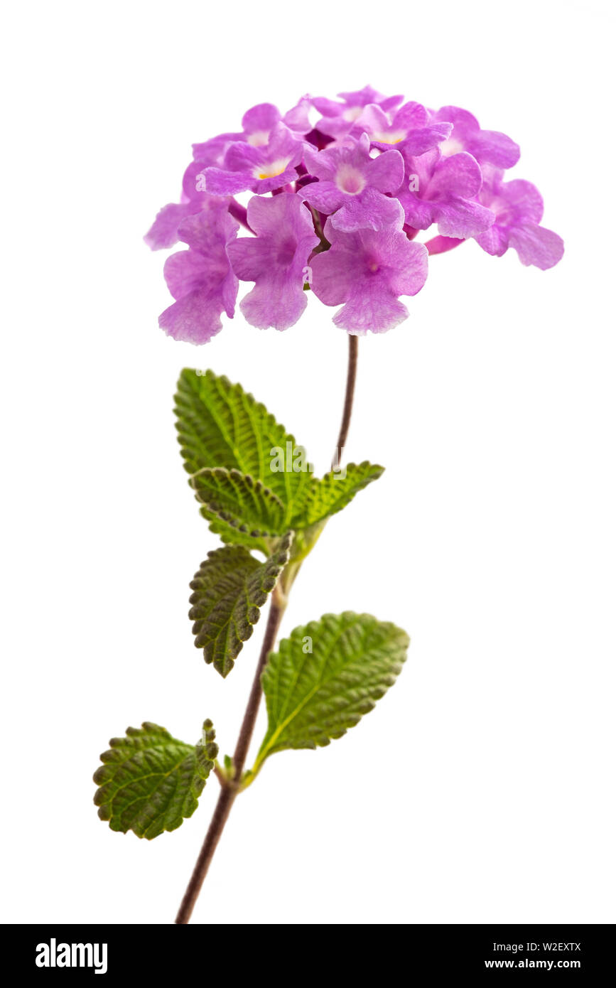 Lantana rampante fleurs isolé sur fond blanc Banque D'Images