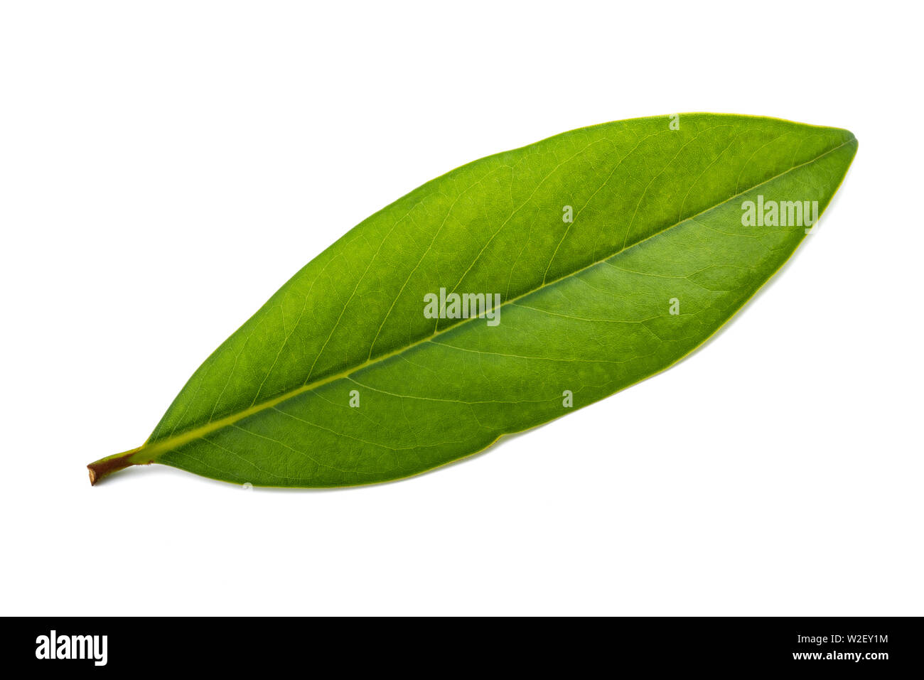 Feuille de Magnolia isolé sur fond blanc Banque D'Images
