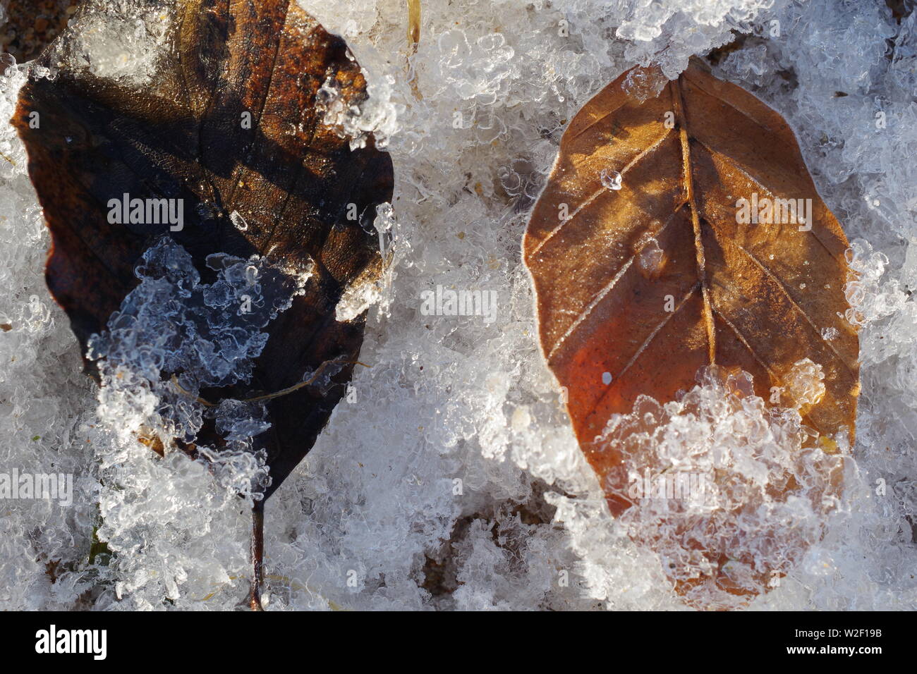 Feuille d'hêtre automne tombé Frosty (Fagus sylvatica) sur la berge à Donmouth, Aberdeen, Écosse, Royaume-Uni. Banque D'Images