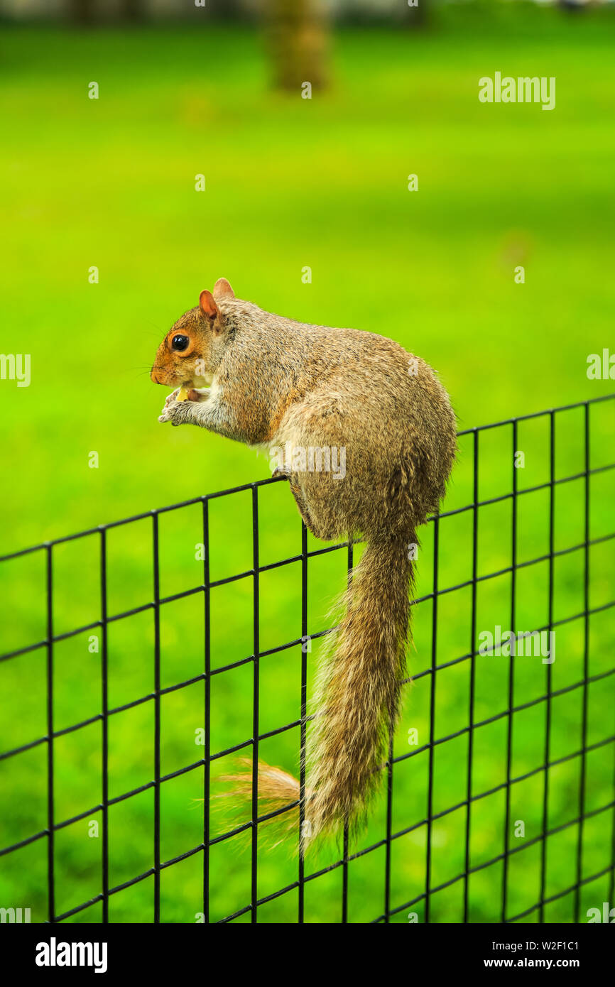 L'écureuil gris de l'assise sur fence Banque D'Images