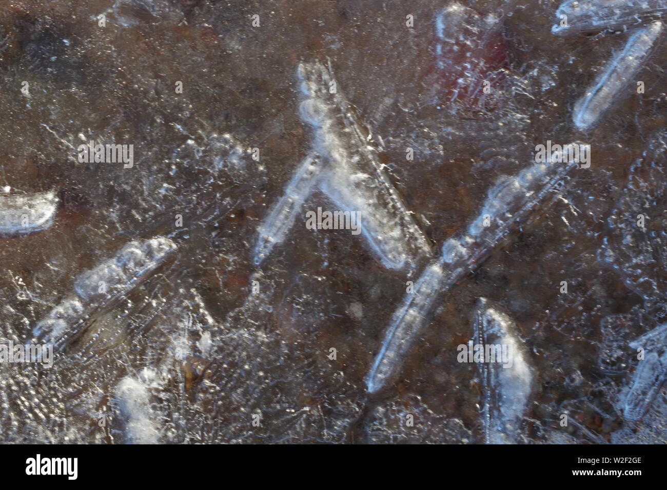 Fond Nature Close Up de cristaux de glace sur la plage à Donmouth Réserve Naturelle. Aberdeen, Écosse, Royaume-Uni. Banque D'Images