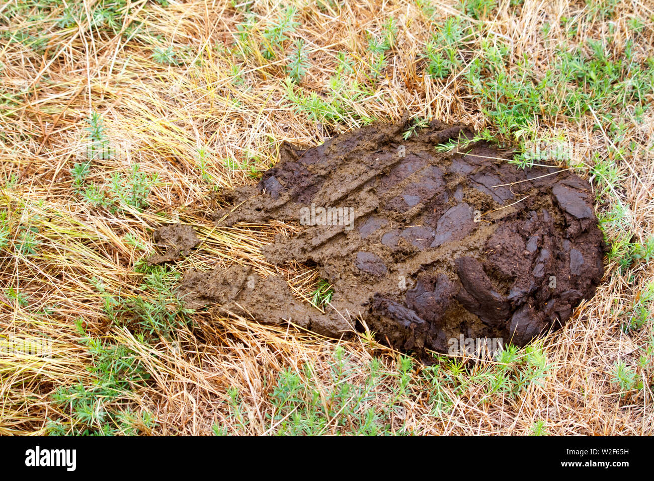 Une bouse de vache les gâteaux avec les traces de pneus sur l'herbe dans le domaine Banque D'Images