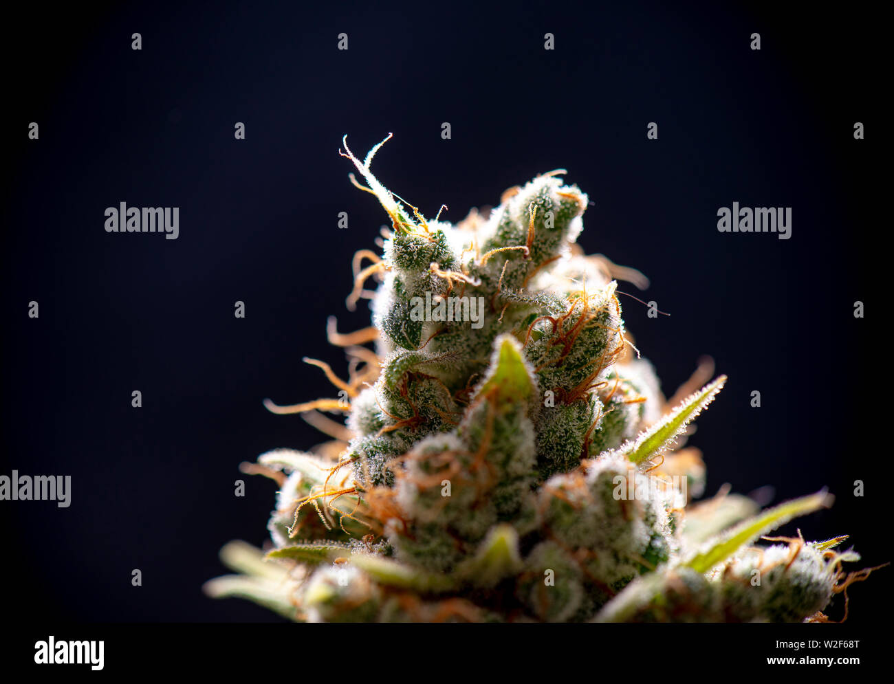 Détail Macro de fleur de Cannabis (souche sour diesel) isolées sur fond noir, concept de la marijuana médicale Banque D'Images