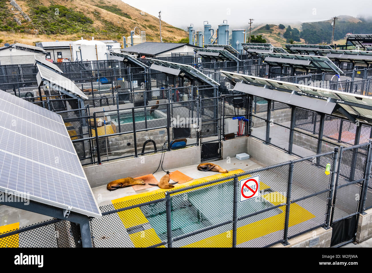 4 juillet 2019 Sausalito / CA / USA - The Marine Mammal Center situé à Marin Headlands dans North San Francisco bay ; le centre est le sauvetage, la réhabilitation Banque D'Images