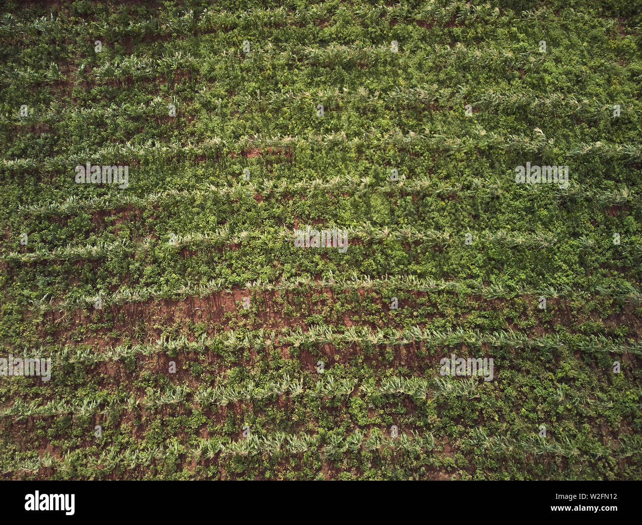 Champ de maïs vert au-dessus du haut fond vue de drones Banque D'Images Champ de maïs vert au-dessus du haut fond vue de drones Banque D'Images