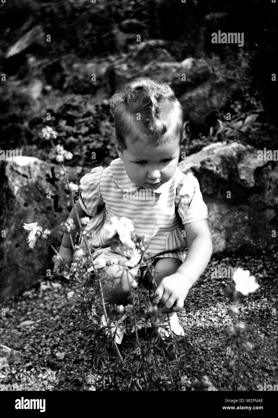 Eva Braun Collection (osam) - petit fille allemande (bébé) la cueillette  des fleurs ca. fin des années 1930 ou au début des années 1940 Photo Stock  - Alamy