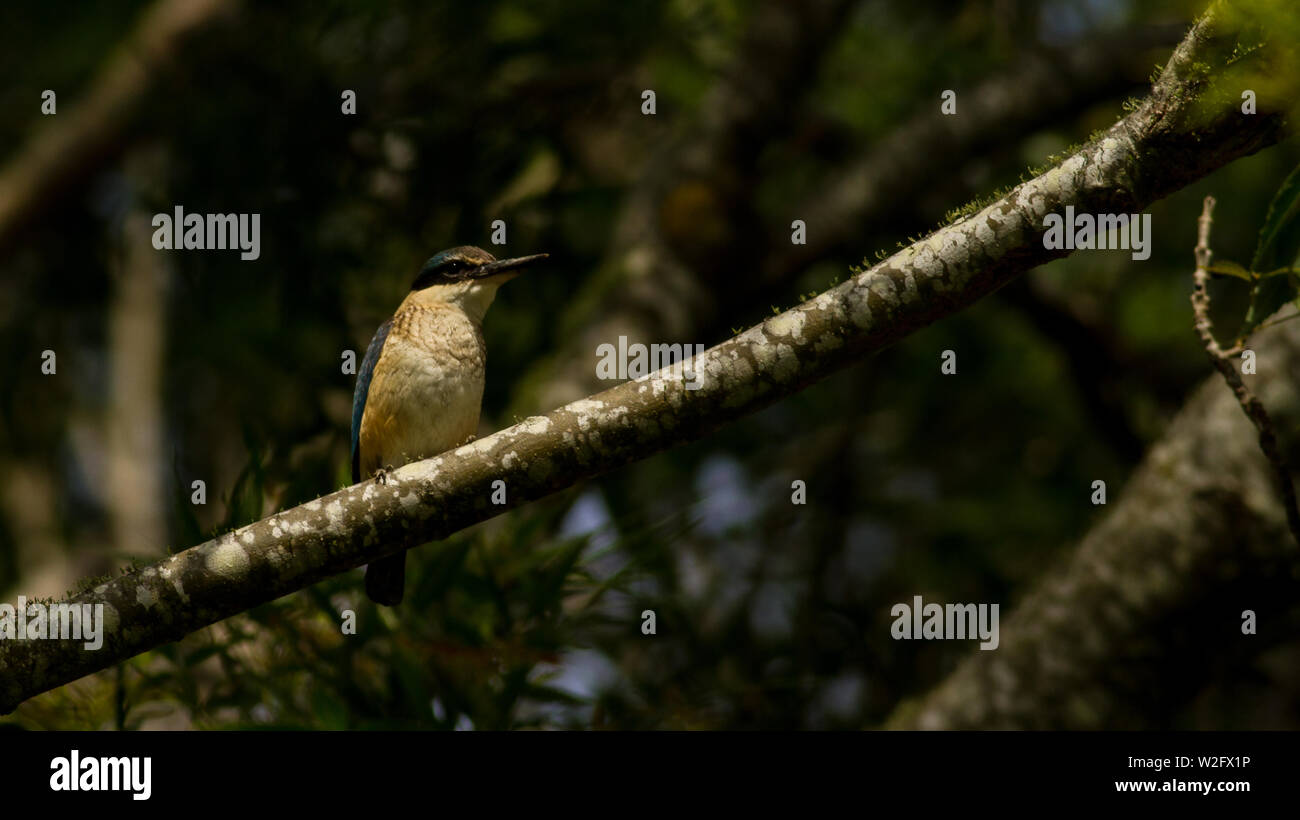 Sacred kingfisher reposant sur branche d'arbre Banque D'Images