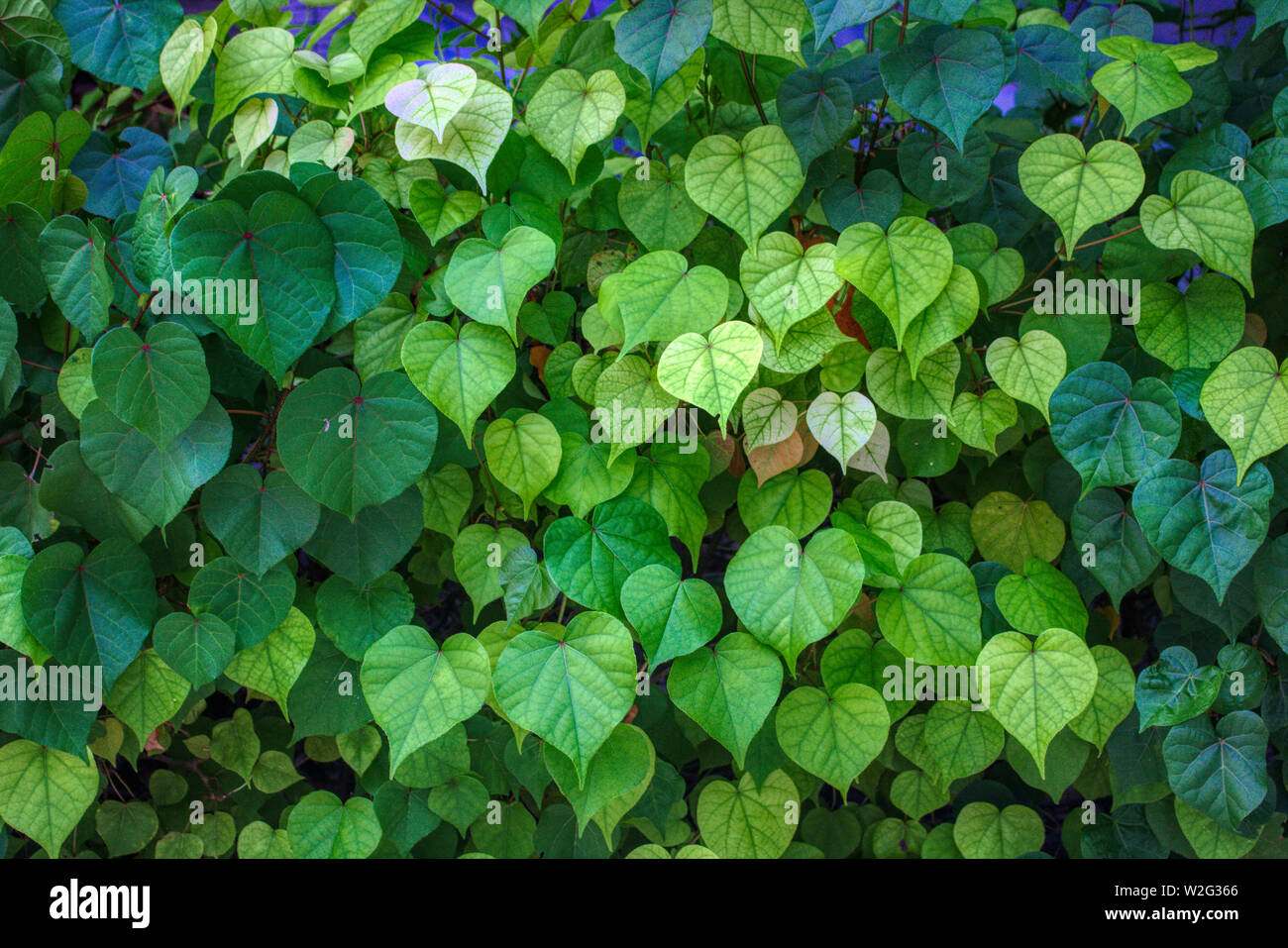 Cette photo montre une couverture de végétation dans différentes nuances de vert. Cette photo a été prise dans les Maldives Banque D'Images