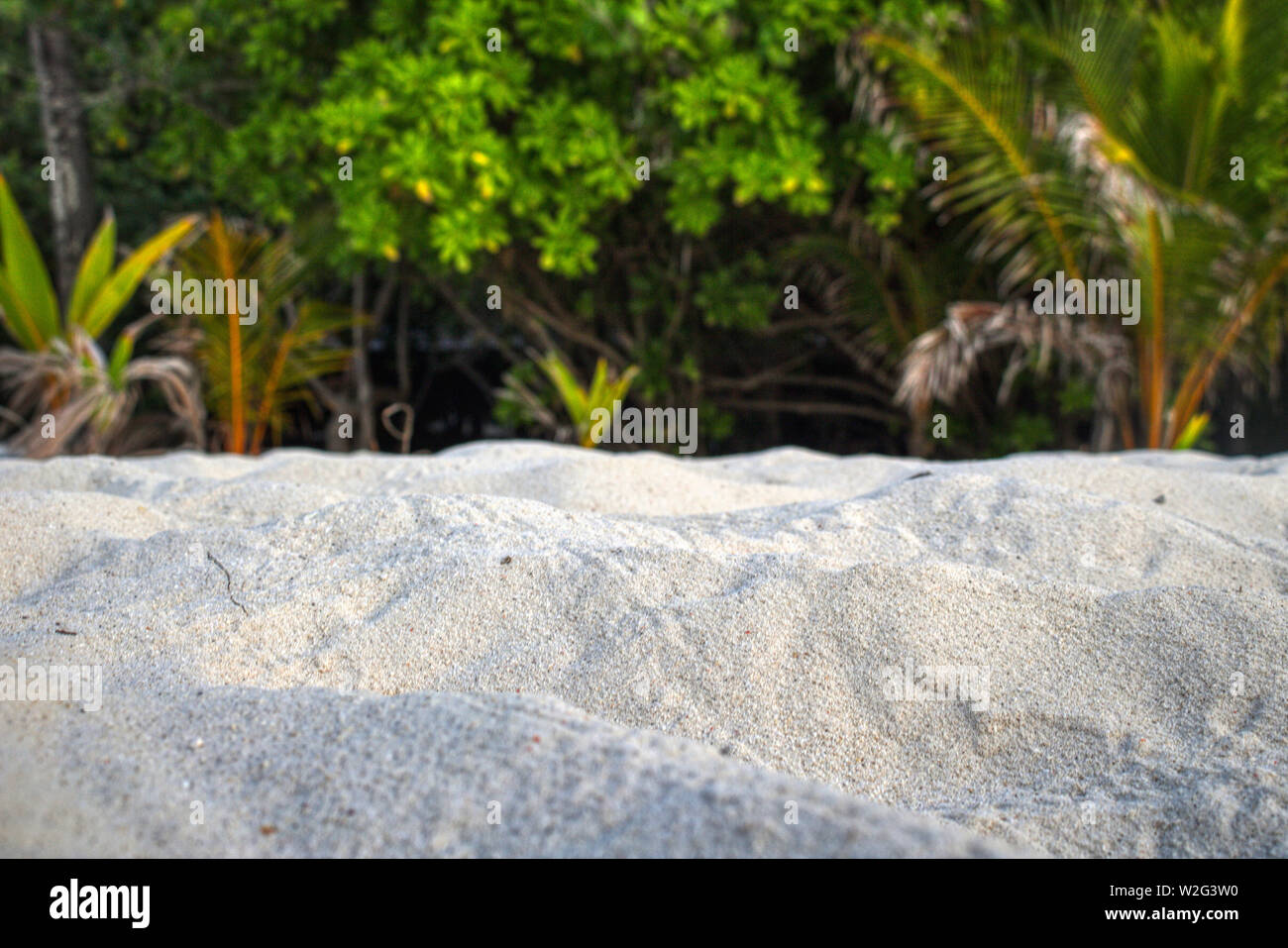 Cette photo montre la nature intacte d'une île des Maldives avec les traces des crabes dans le sable et dans le contexte le livre vert vegetat Banque D'Images