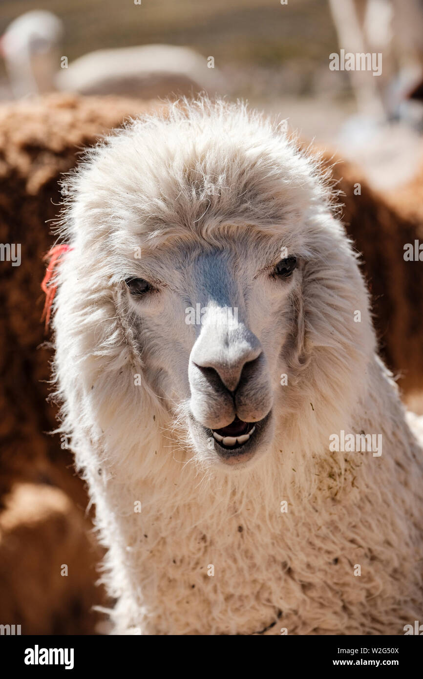 Gros plan portrait de la tête et du cou d'une alpaga péruvienne blanche (Vicugna pacos) 'smiling' et face à la caméra, Altiplano péruvien, plateau andin Pérou Banque D'Images